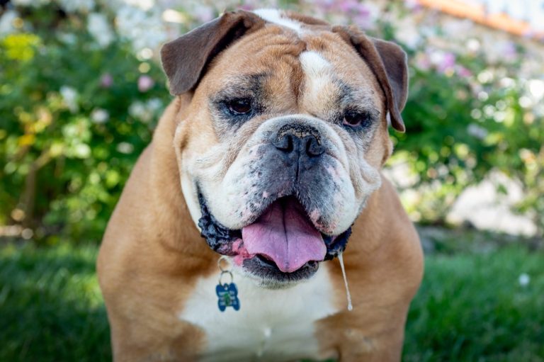 A close-up of a bulldog with drool, sitting in a garden with flowers.