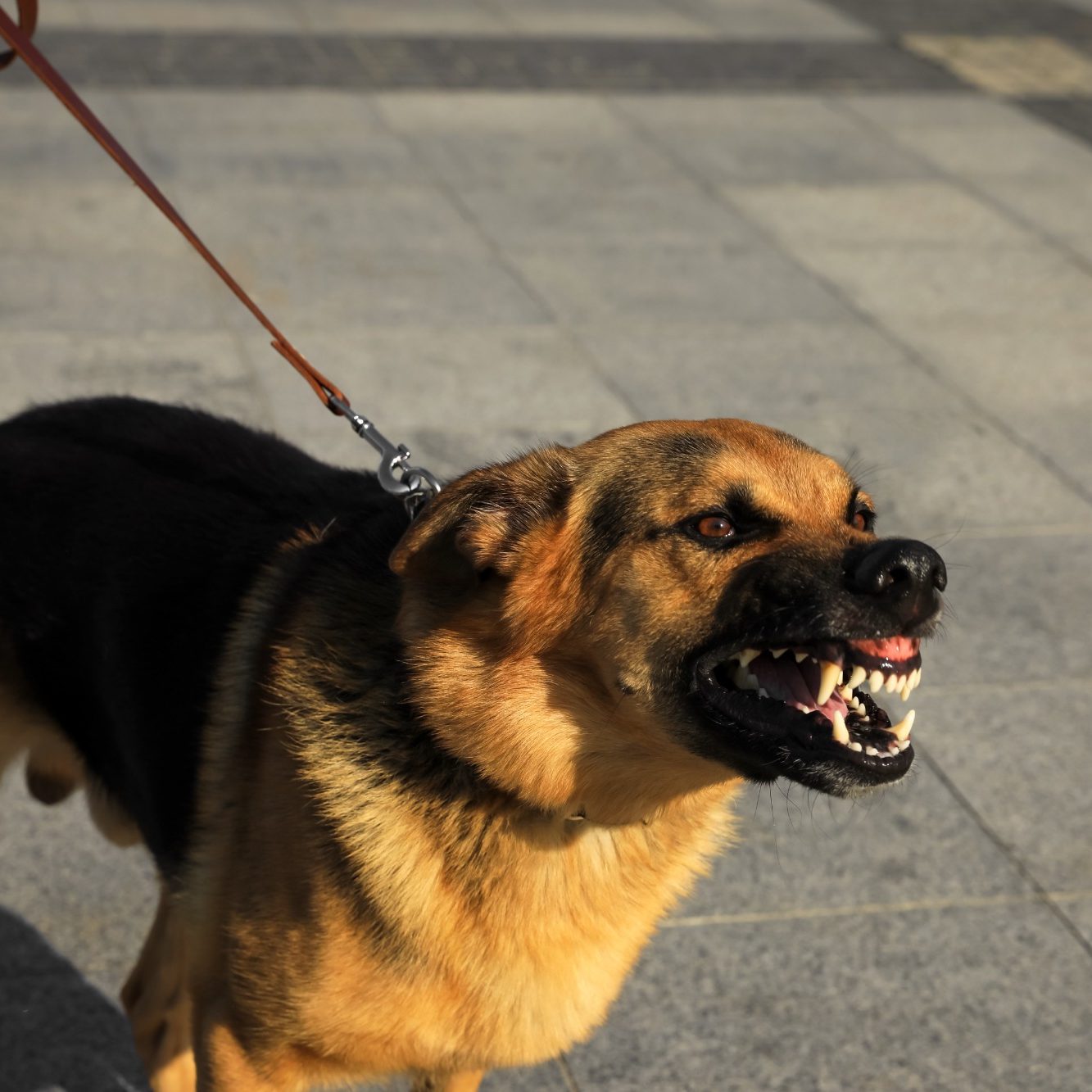A barking reactive dog on a lead, looking aggressive with bared teeth.