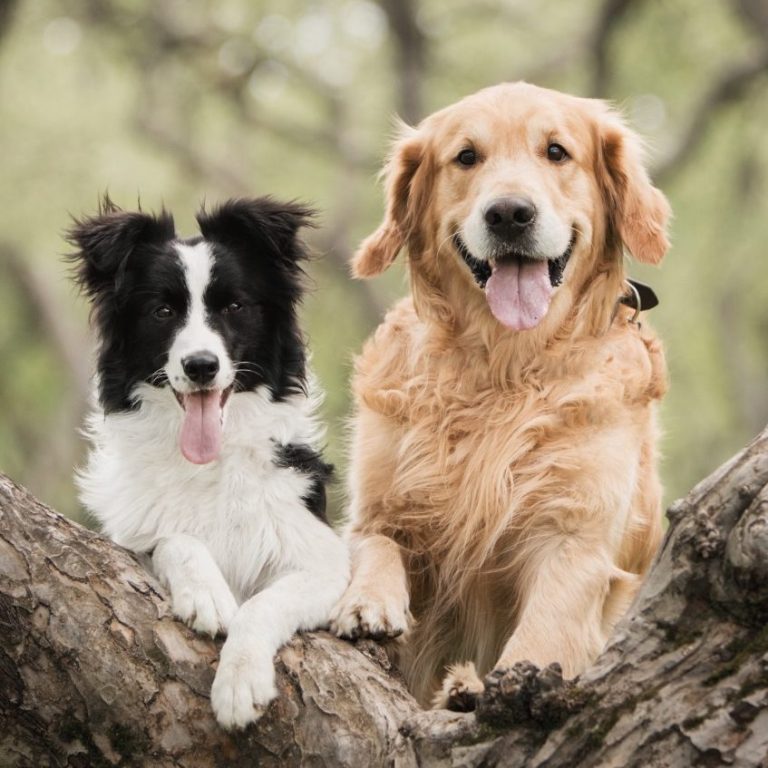 Two dogs, a black and white border collie and a golden retriever, sit on a tree branch.