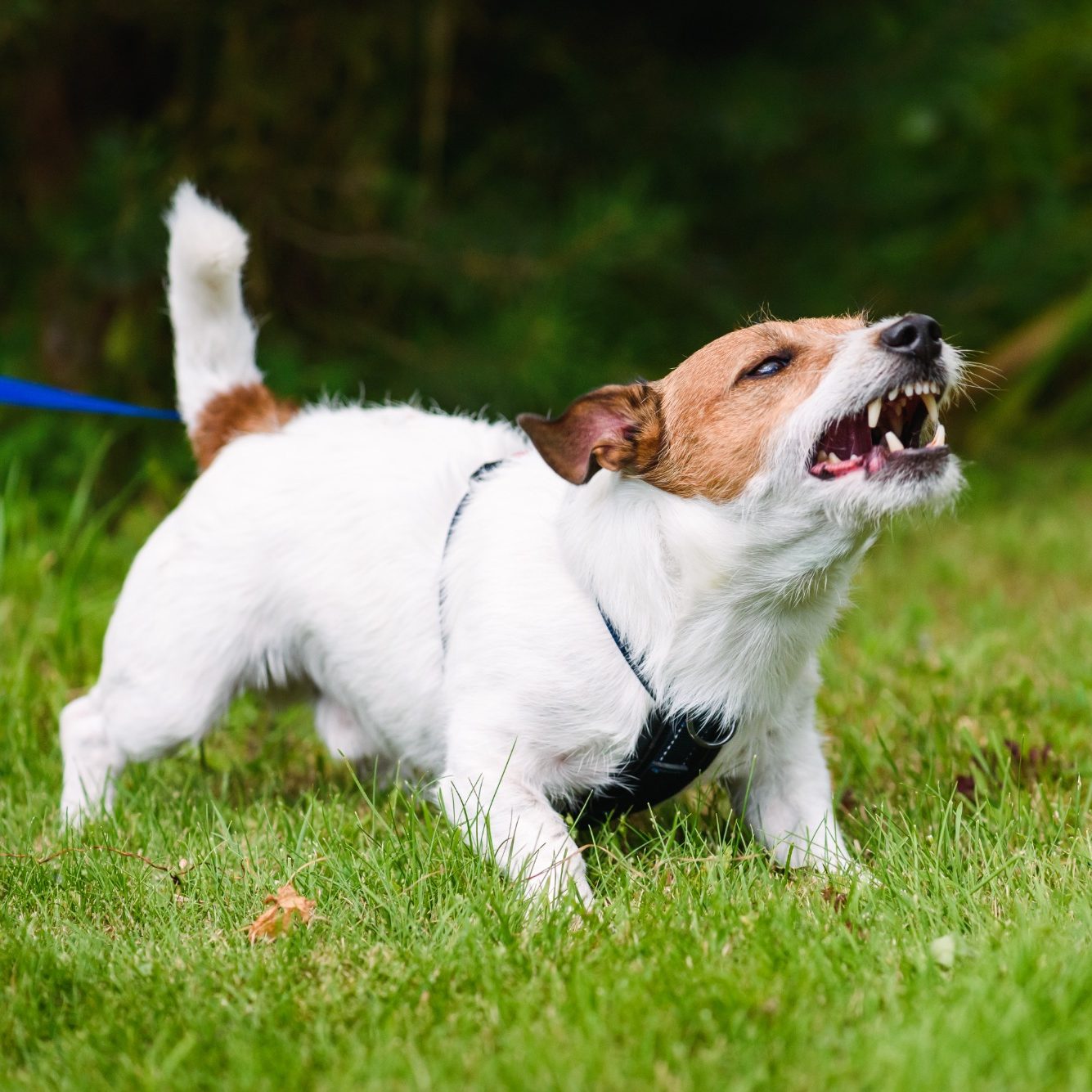 A small reactive, white dog with a brown patch is barking while on a lead in a grassy area.