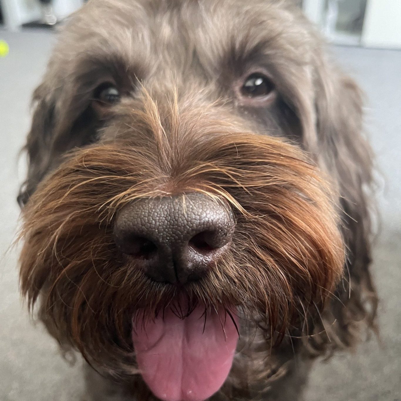 Close-up of Chase a playful brown dog with a thick mustache and tongue out.