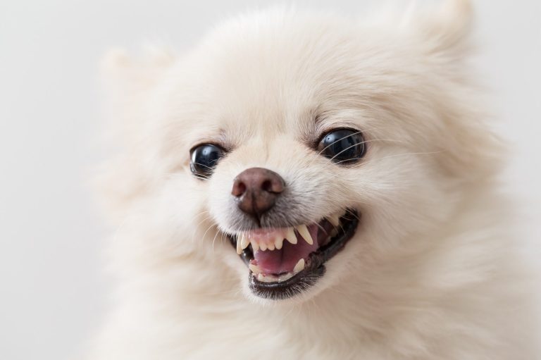 A fluffy white Pomeranian dog showing its teeth with a playful expression.