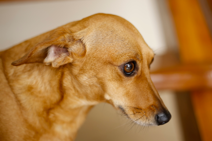 Close-up of a brown dog's face, showcasing its attentive expression and keen eyes.