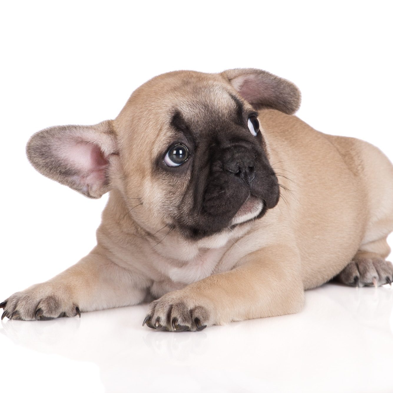 Light brown French Bulldog puppy lying down with a curious expression.