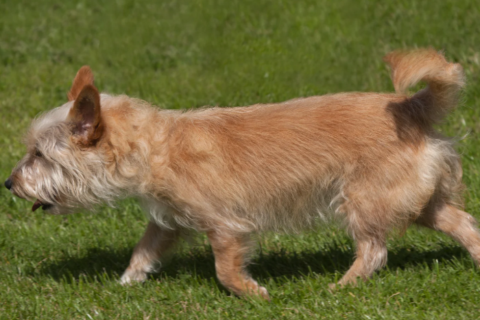 A small, fluffy dog with a golden coat walking on green grass.