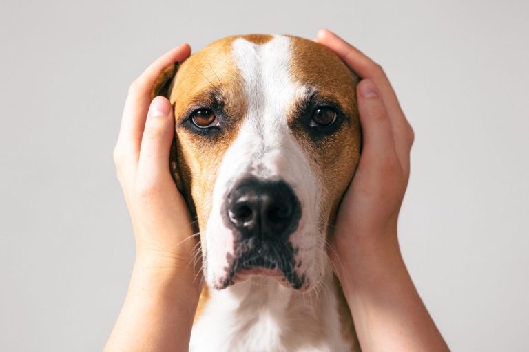 A person gently holding the ears of a calm, brown and white dog.