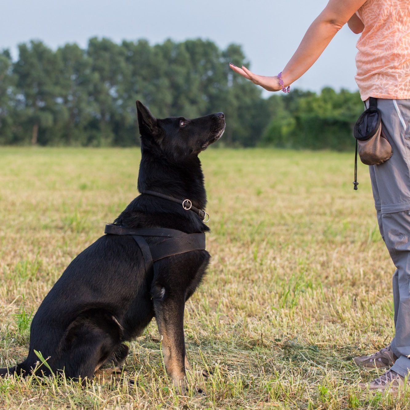A person instructs a black dog in a sunny field.