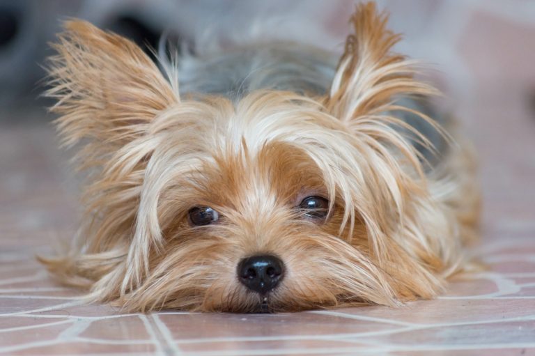 A small Yorkie dog resting its head on the ground, looking relaxed.