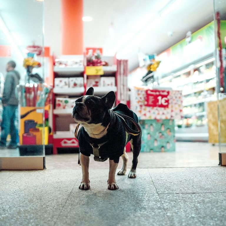 A small black and white dog standing in a shop aisle with colourful shelves in the background.