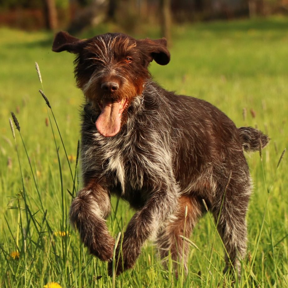 A playful brown and white dog running in a grassy field.