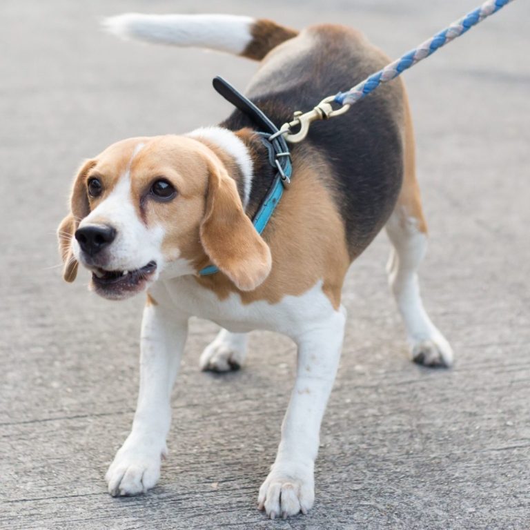 A beagle on a lead, standing on a pavement and barking.