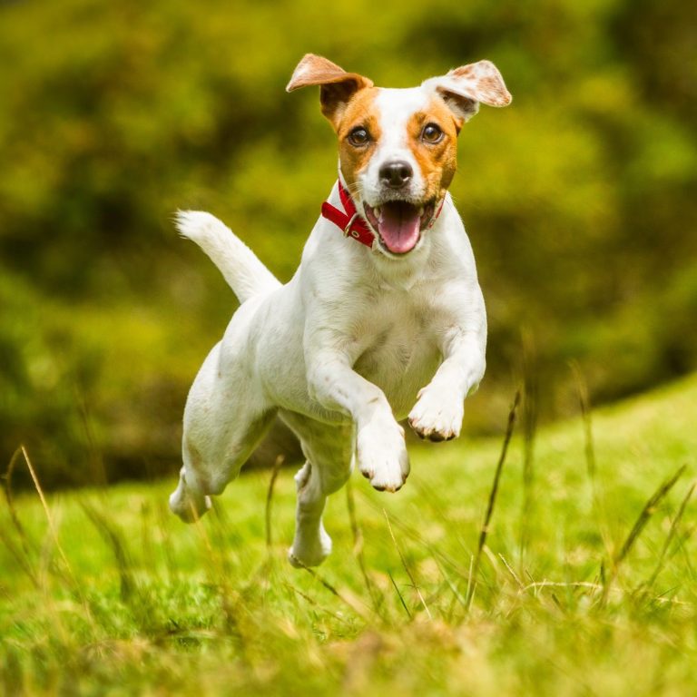 Happy Jack Russell dog running through a field