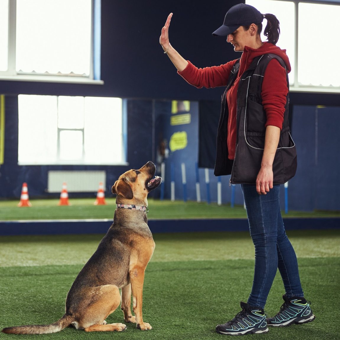 A person trains a dog to respond to hand signals in a indoor training space.