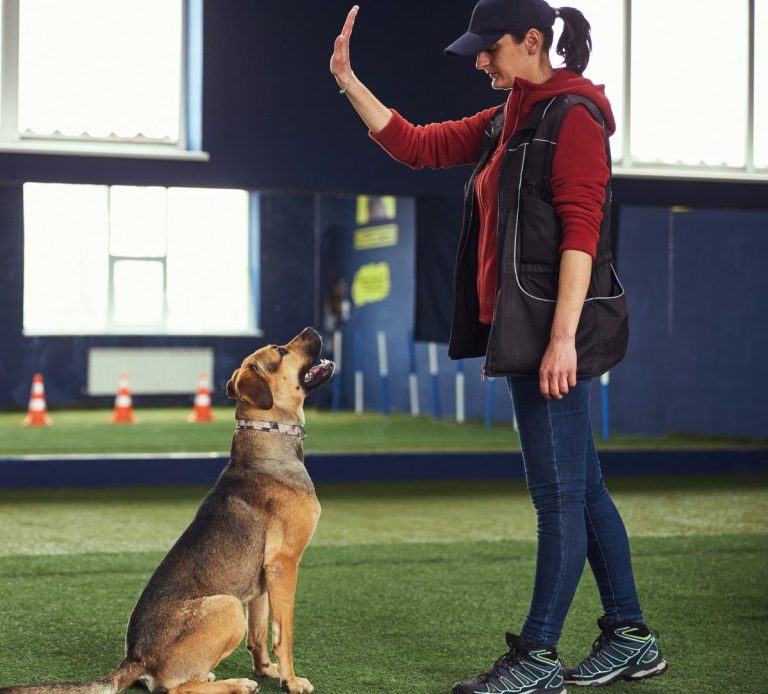 A woman trains a dog to sit using a hand signal in a training facility.