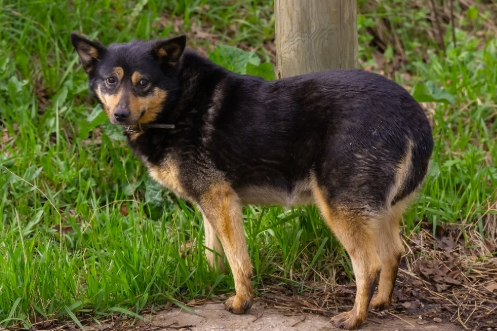 A small black and tan dog standing on grass, looking towards the camera.