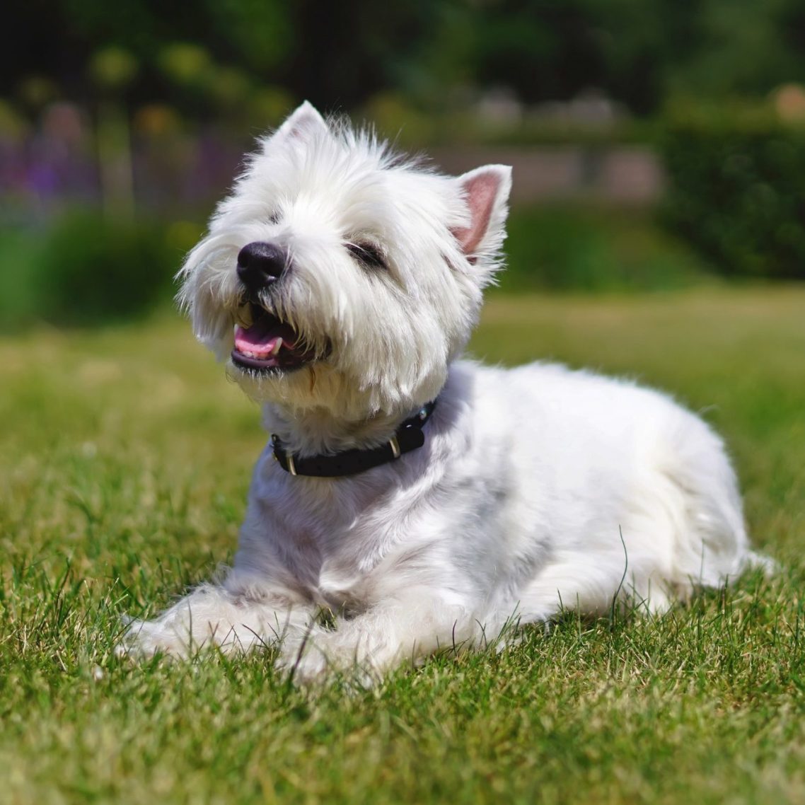 A white West Highland Terrier lying on green grass, looking cheerful.