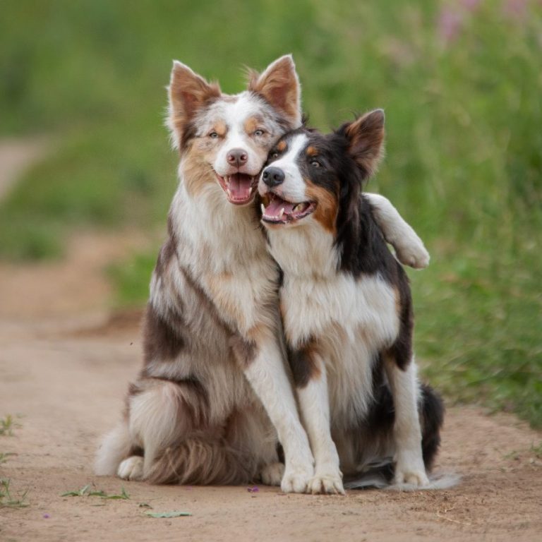 Two dogs sitting close together, looking happily at the camera in a grassy field.
