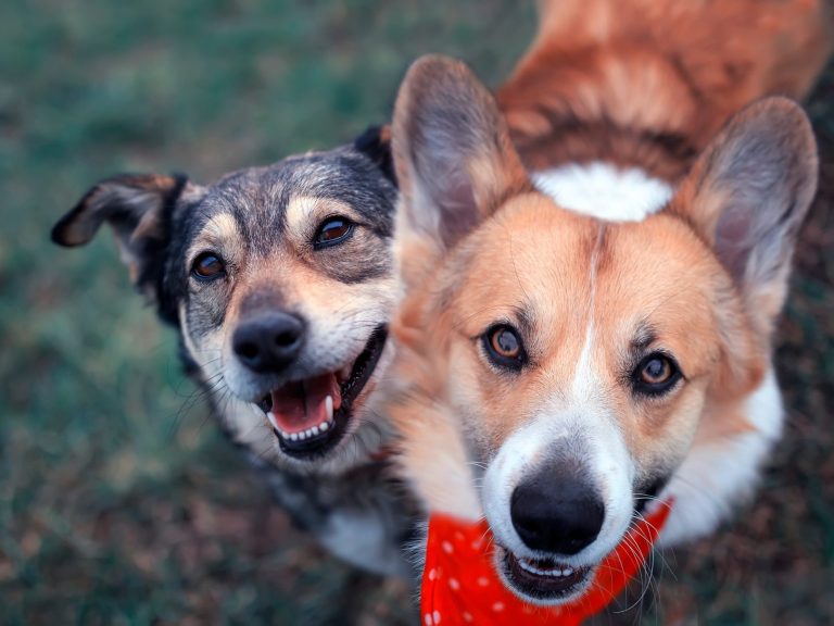 Two dogs, one grey with black markings and one tan with white, both smiling and wearing bandanas.