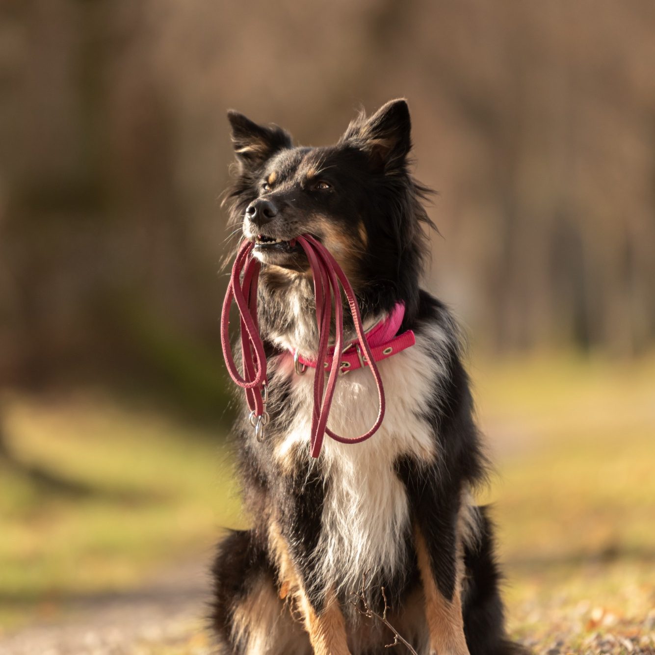 A dog with a pink harness sitting calmly, holding leads in its mouth.