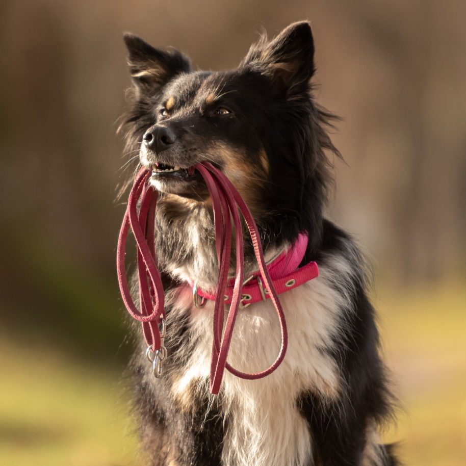 Black and white dog with a pink collar holding a lead in its mouth, looking alert.