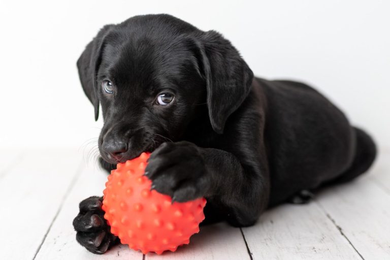 Black puppy chewing a textured red ball on a wooden surface.