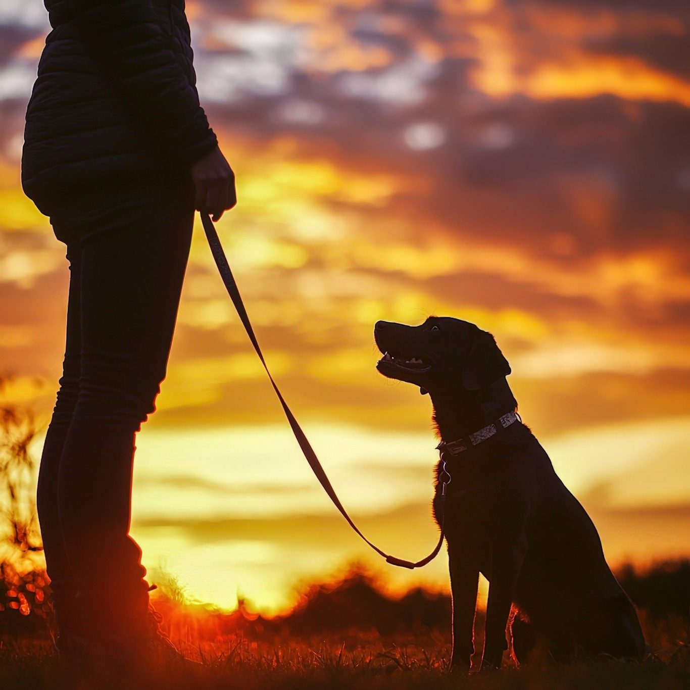 Silhouette of a person with a trained dog, set against a vibrant sunset sky.